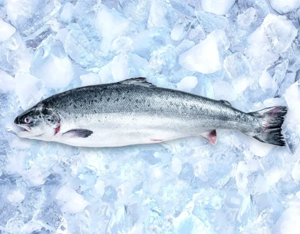 Salmon – Maju Seafood Cold Storage