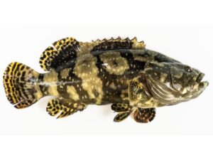 Grouper Hybrid