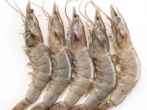 White Prawn