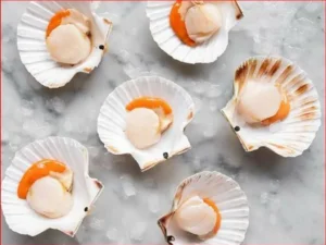 SCALLOP KERANG