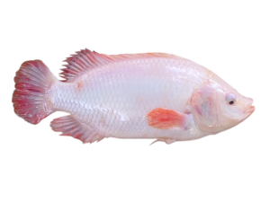 RED TILAPIA