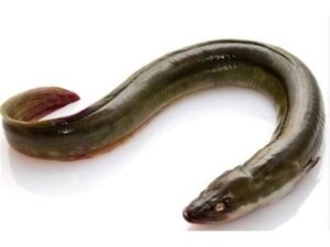 EEL UNAGI