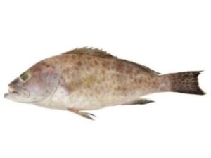 KERAPU