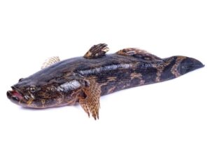 IKAN KETUTU