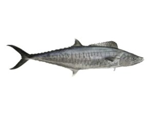 TENGGIRI BATANG