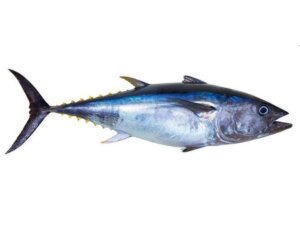 TONGKOL